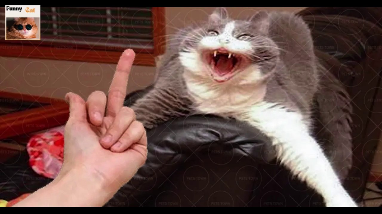 funny Animal Videos 2022  - Funniest Cats And Dogs Videos @Funny Cat