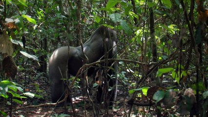 Round Planet - Great Apes