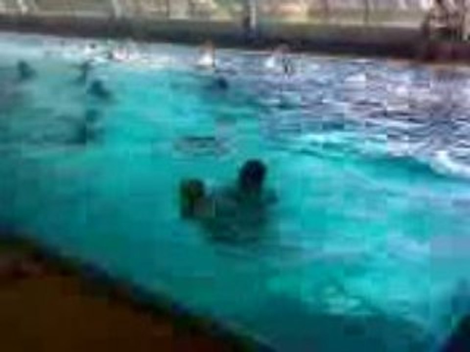 Lolo piscine