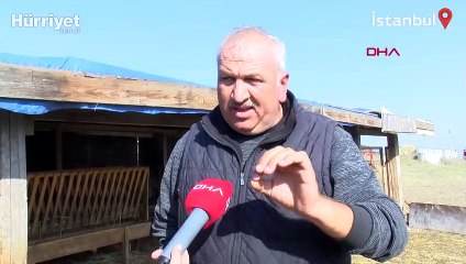 Arnavutköy'de köylerde kurt saldırısı iddiası: 18 koyun öldü