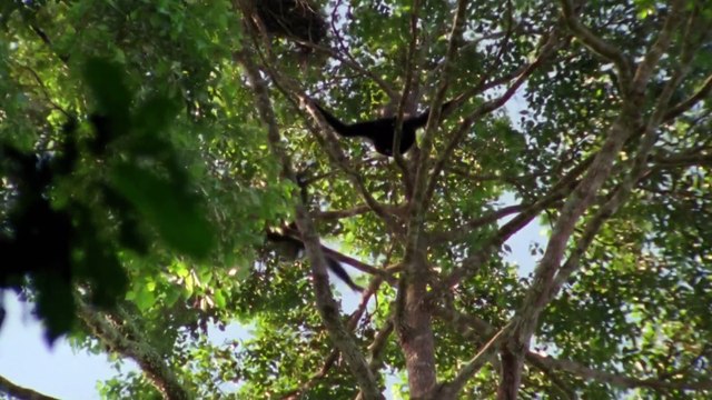 Round Planet - Forests