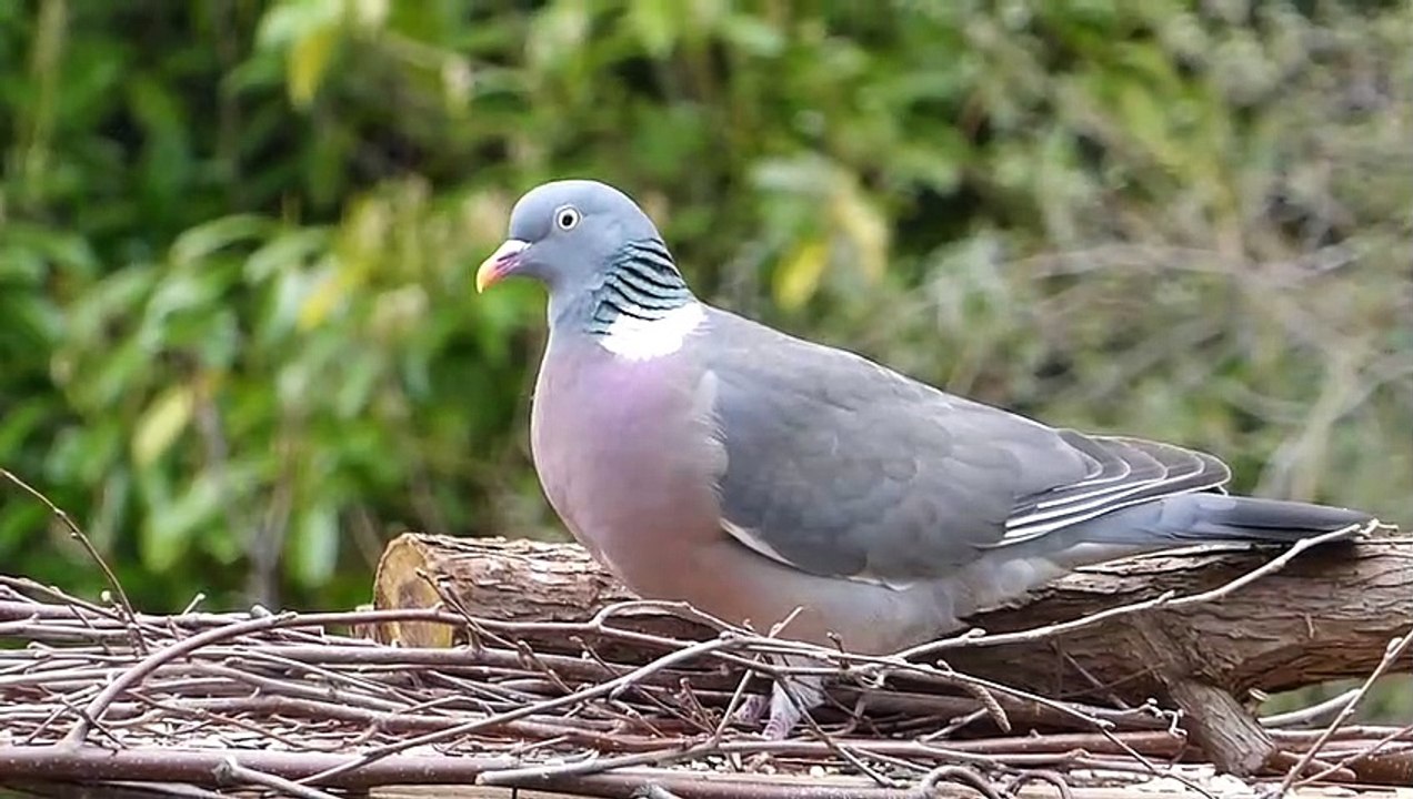Merpati