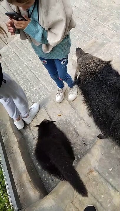 Civette asiatique Kopi luwak (Cà phê chồn)