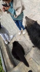 Civette asiatique Kopi luwak (Cà phê chồn)