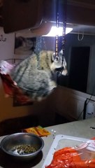 Rescue Racoon Squish Enjoys a Swing