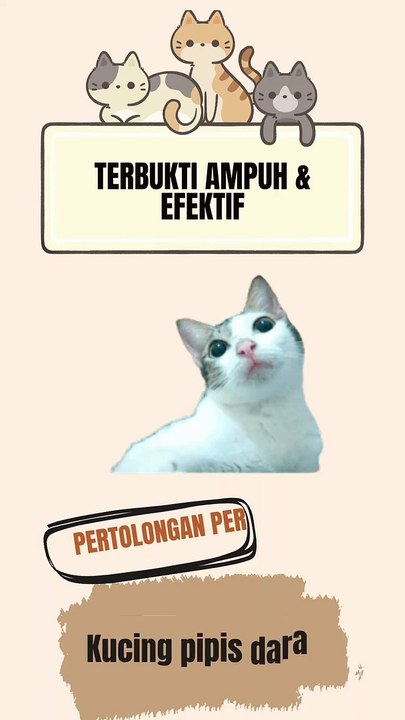 Pipis_Kencing darah pada kucing, pertolongan pertama ampuh dan efektif!!! #kucing #anabul #catlovers