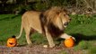 Animals enjoy Halloween treats at Whipsnade Zoo