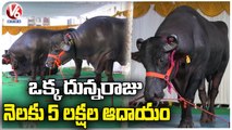 Khairatabad Madhu Yadav : World Famous Bulls In Hyderabad, Getting Ready For Sadar Festival | V6