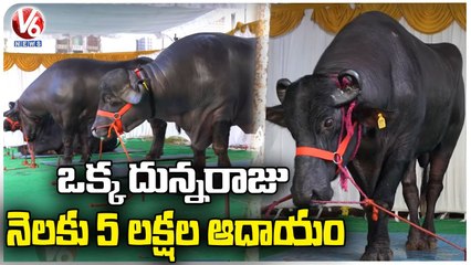 Khairatabad Madhu Yadav : World Famous Bulls In Hyderabad, Getting Ready For Sadar Festival | V6
