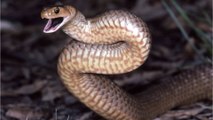Qui est le serpent brun ?
