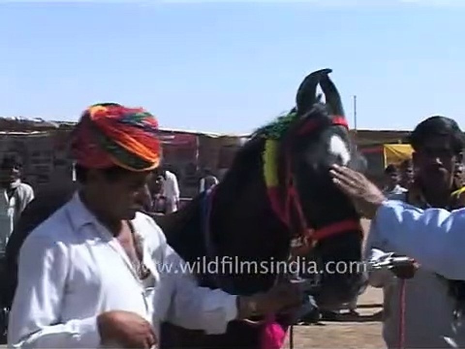 Indian horse decked up for sale at the colourful Pushkar fair