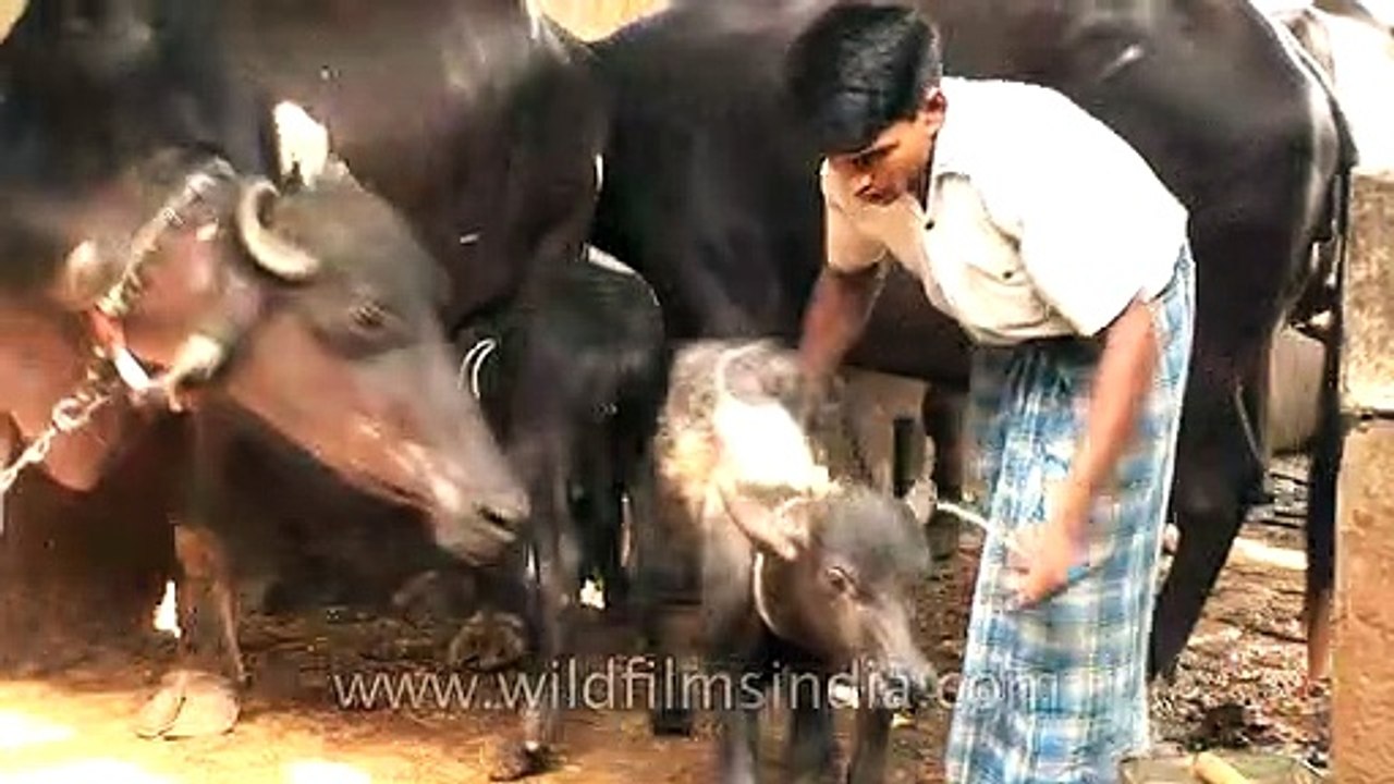Baby calf forcibly taken away while suckling mommy's milk