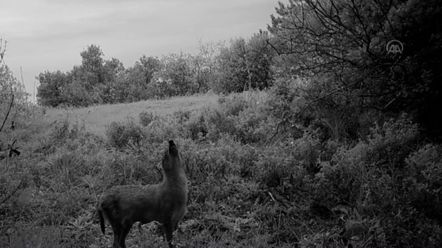 Yaban hayatı fotokapanla görüntülendi