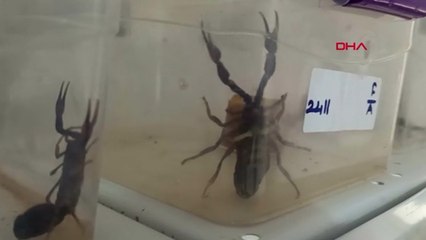 Evinin altında 225 akrep yetiştiriyor