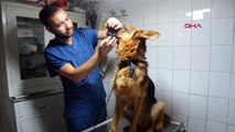 Kayıp köpeğine iki buçuk ay sonra mikroçip sayesinde kavuştu