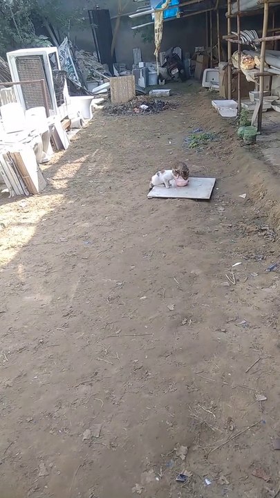 Cat and kids