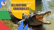 Cool Facts About Alligators and Crocodiles l Education & Fun for Kids