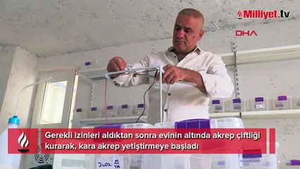 Evinin altına akrep çiftliği kurdu