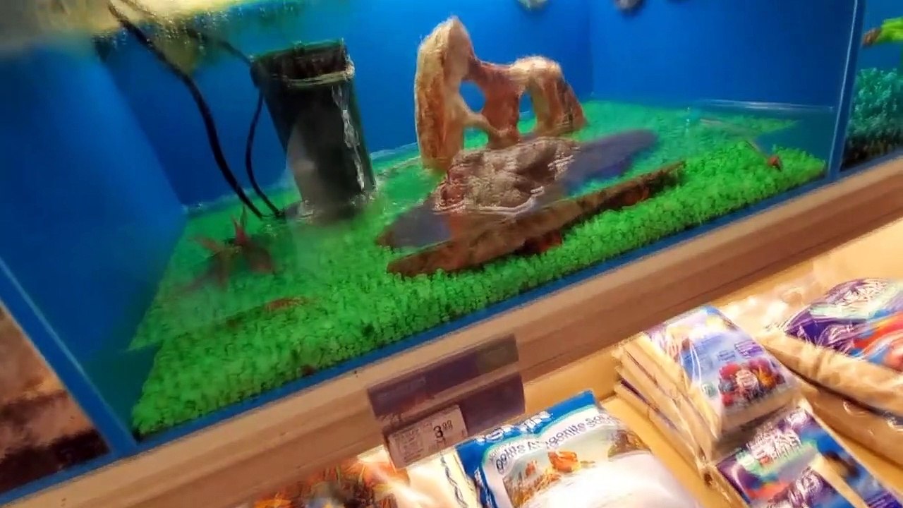 Exsplore animals