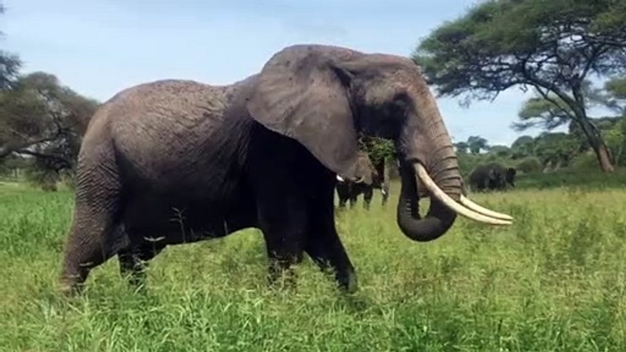 gajah/elephant