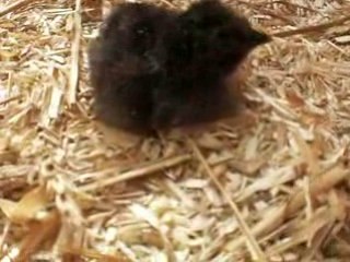 poussin à la naissance