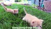 Si Meong Kucing Lucu - Funny Cats and Kittens Meowing ( 720 X 1280 )