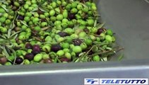 Video News - OLIO SEBINO: -30 PER CENTO