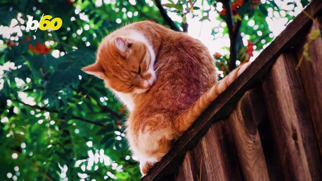 You Cat Knows When You’re Talking Goofy