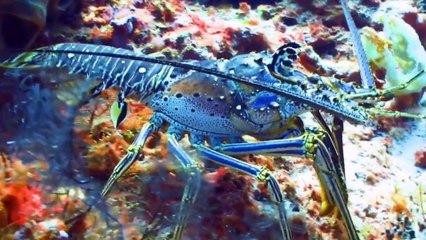 Learn about familiar animals: chicken, buffalo, goat, rhinoceros, seahorse, seagull