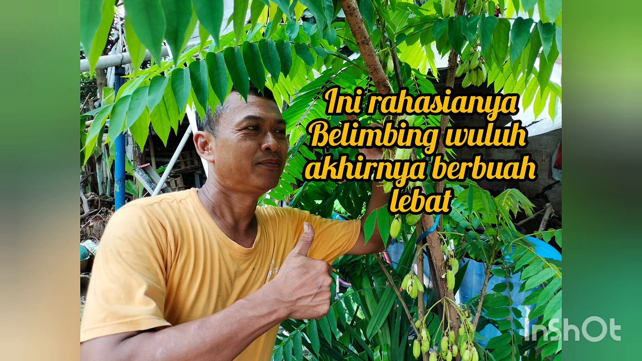 Ini rahasianya belimbing wuluh berbuah lebat