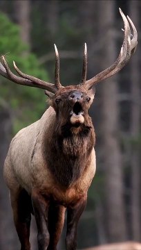 bull elk bugling up close during the rut