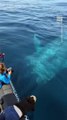 Whale Watchers Encounter 100-Ft-Long Blue Whale