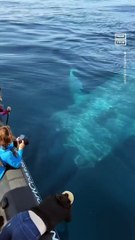 Whale Watchers Encounter 100-Ft-Long Blue Whale