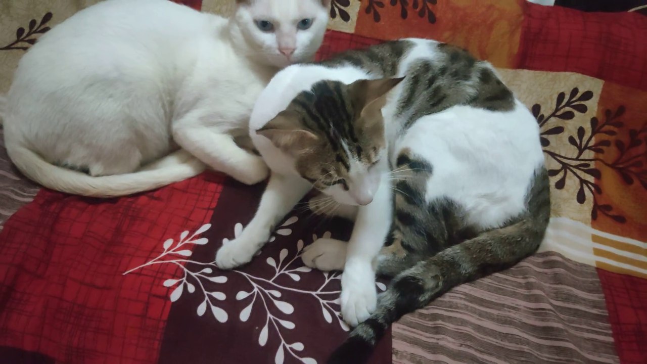 Ghamandi billi