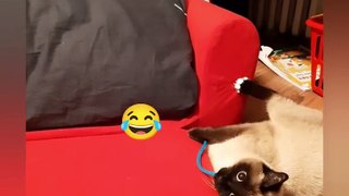 Cute and funny cat(Funny Cat Videos)2022#