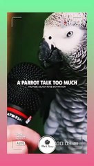 Sigma Rule || attitude status || Black rose motivation