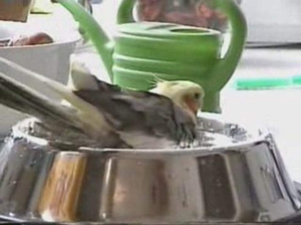 My cockatiel daisy