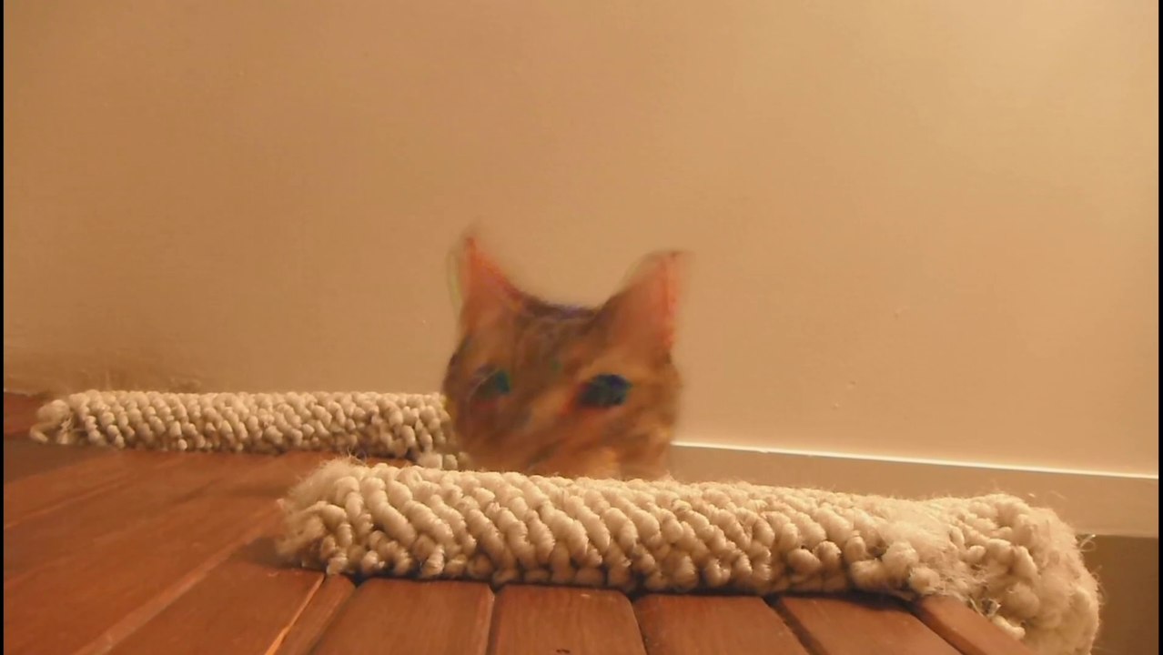 Moment Kucing dan Anjing Bertingkah lucu|Cat and Dog