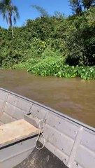 Bióloga explica sobre vídeo que mostra ‘bolo de reprodução’ de sucuri verde