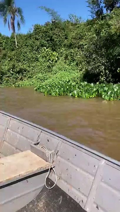 Bióloga explica sobre vídeo que mostra ‘bolo de reprodução’ de sucuri verde