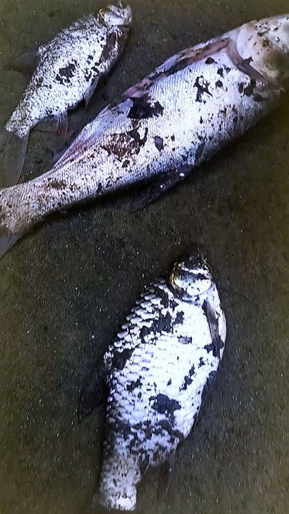 Fish video new 2023 #Shorts #Shortsvideo #shortsfeed #shortsyoutube  #fish #villagepeoplelife #shorts