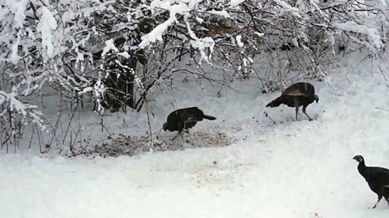 Kalkun/Turkey