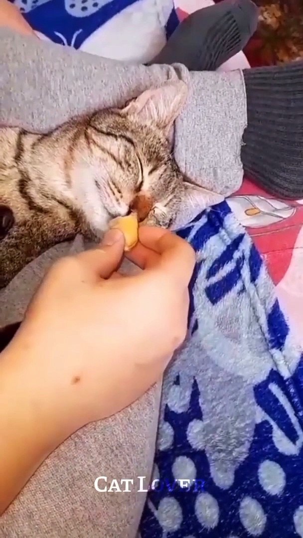 ⁣baby cat- Funny Cat Videos  - cat funny videos - cat funny moments - @Cat Lover@