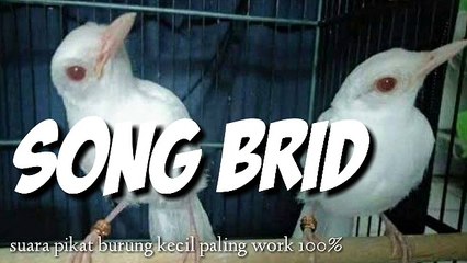 Suara pikat burung paling work 100%! Di jamin,boleh anda coba dulu