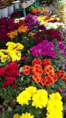 Smart ideas 2023 for growing flowers and plants Garden House