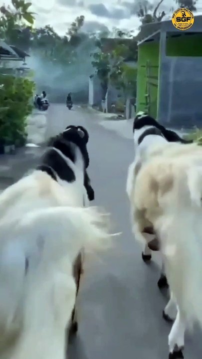 Big goats  | big bakra 
