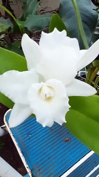 Smart ideas 2023 for growing flowers and plants Garden House