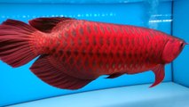 SUPER RED | ARWANA | FISH