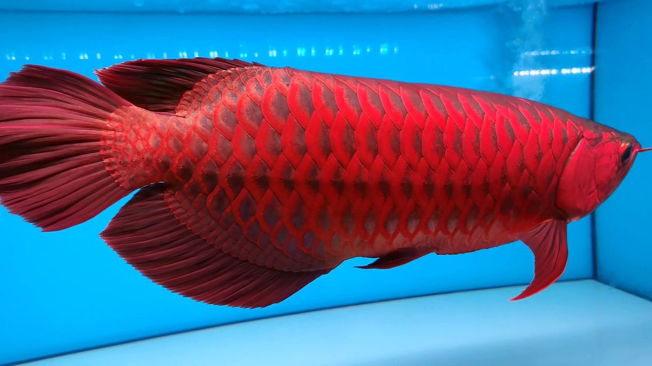 SUPER RED | ARWANA | FISH - Video Dailymotion