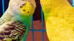 Budgies Birds Australian Parrots Kiss Scenes